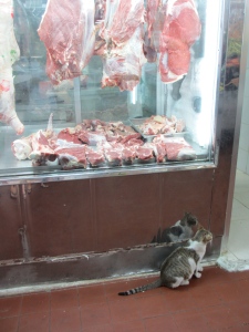 Cat in the meat souq...