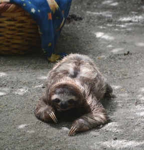 Baby three-toed sloth.